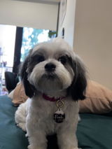 Sia T. review photo