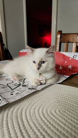 Vix review photo