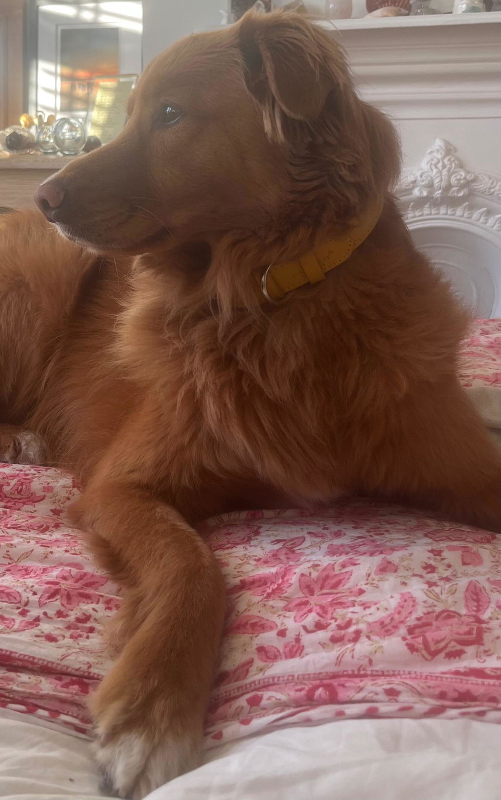 Eco Friendly Leather Dog Collar, Lemon