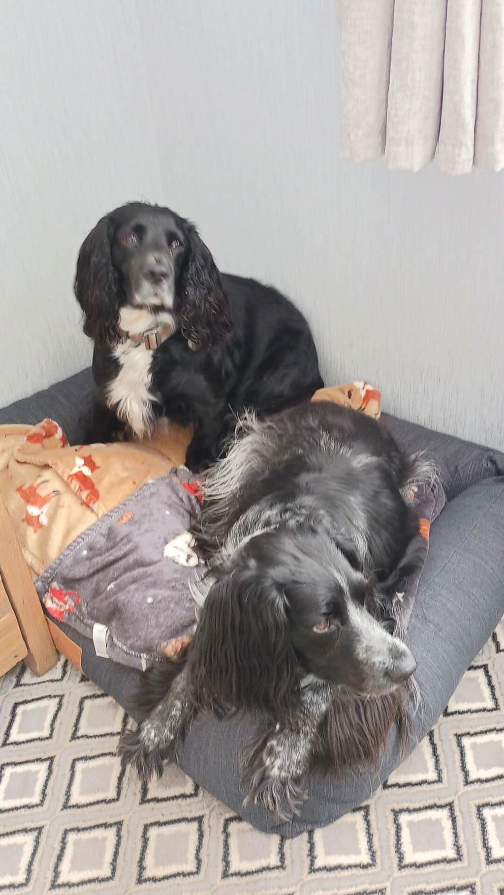 The Ultimate - Eco Friendly Orthopaedic Luxury Dog Bed, Slate Grey