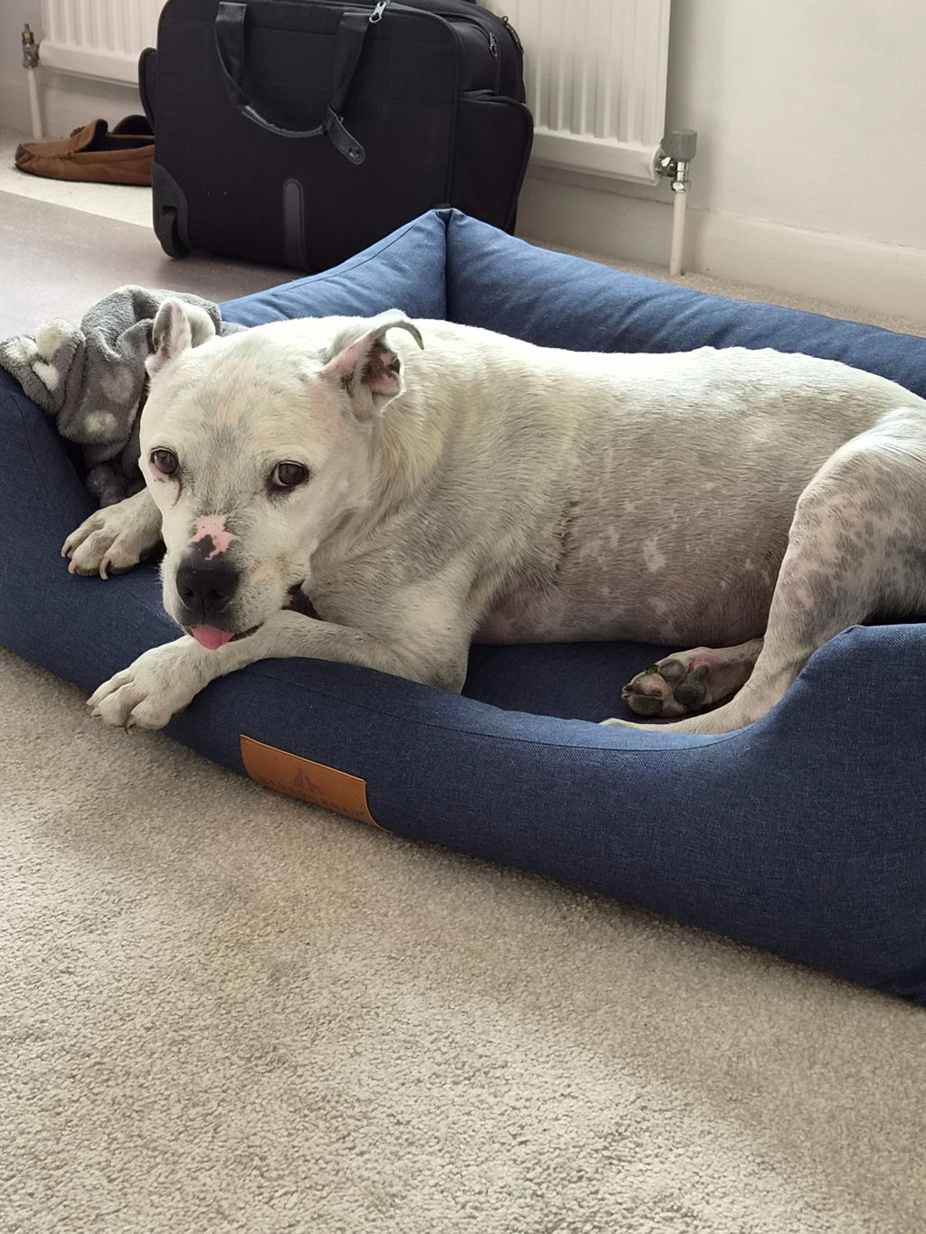 The Comfort - Eco Friendly Orthopaedic Luxury Dog Bed, Navy Blue