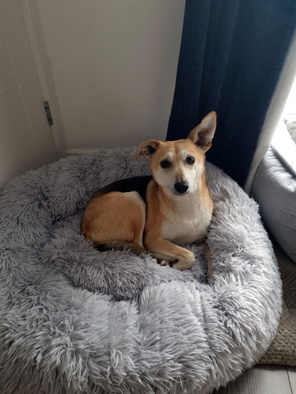 The Donut - Eco Friendly Luxury Calming Donut Dog Bed, Light Grey
