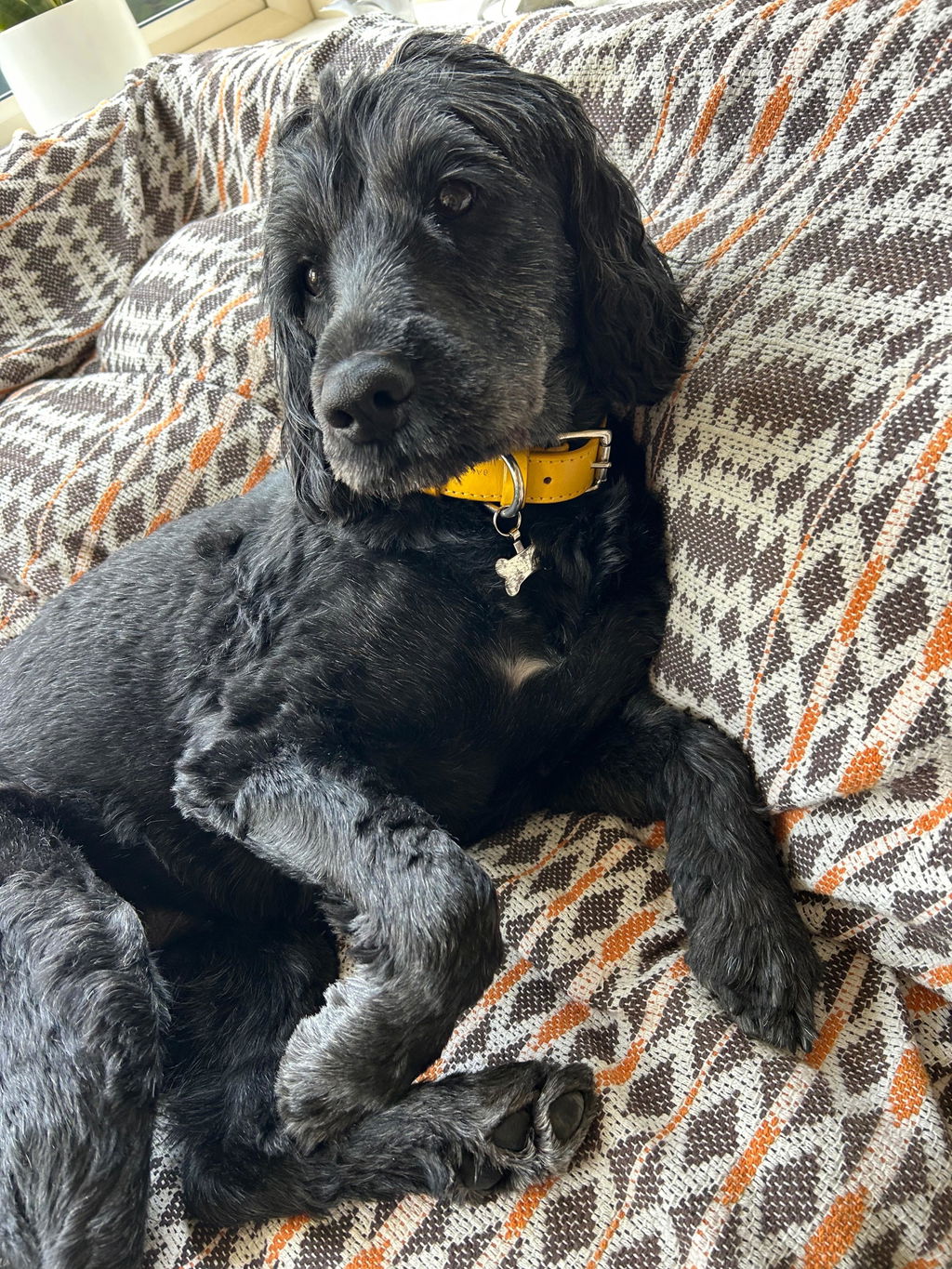 Eco Friendly Leather Dog Collar, Lemon