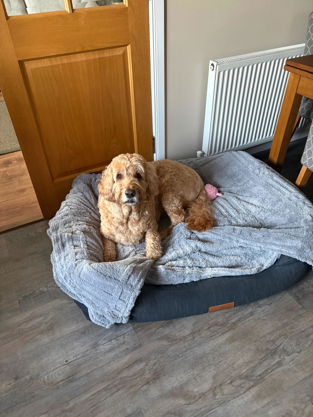 Interchangeable Spare Covers For The Ultimate Eco Friendly Orthopaedic Luxury Dog Bed