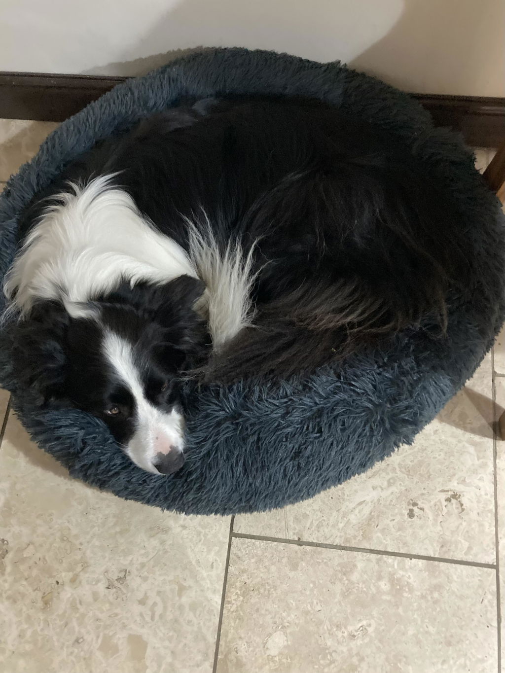 The Donut - Eco Friendly Luxury Calming Donut Dog Bed, Dark Grey