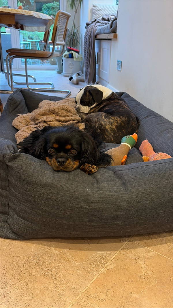A dog on a Baker & Bray bed, photographed by Rachel 