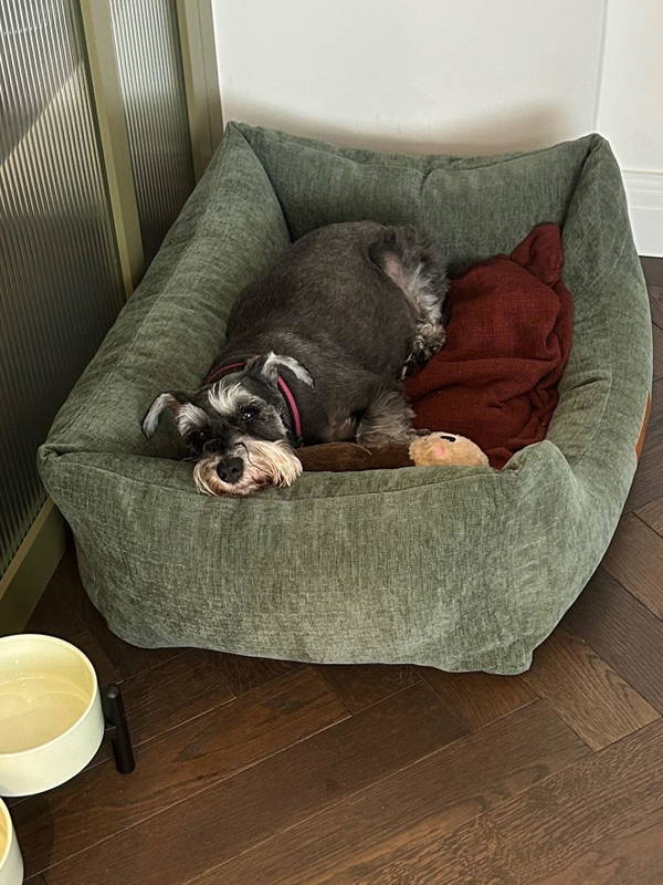 A dog on a Baker & Bray bed, photographed by Lisa B