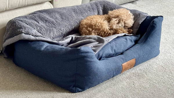 A dog on a Baker & Bray bed, photographed by Customer