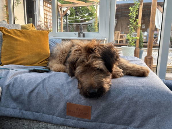 A dog on a Baker & Bray bed, photographed by Sharon foxhall