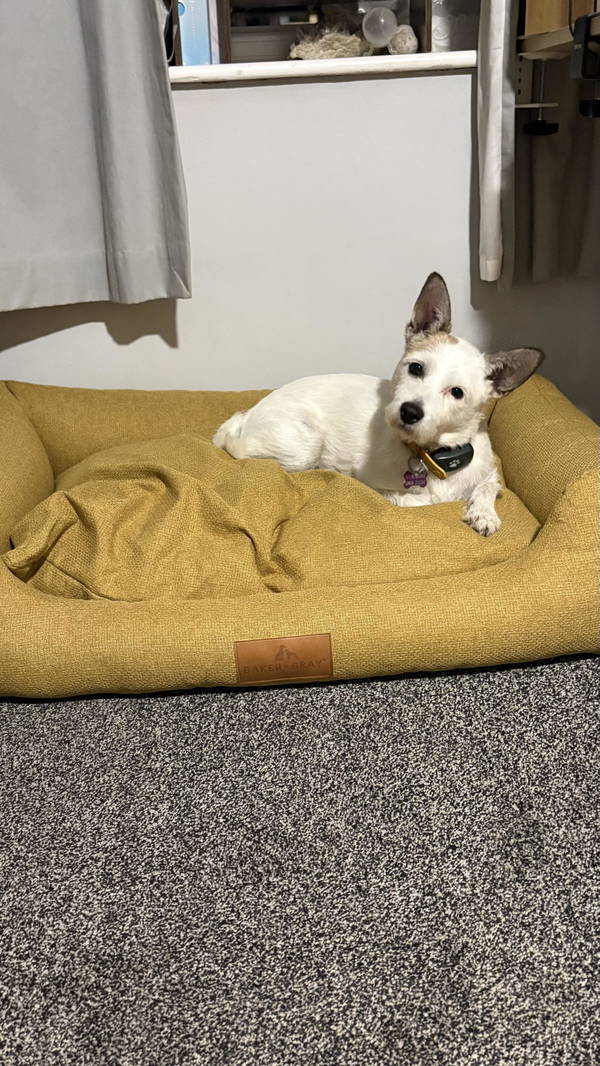 A dog on a Baker & Bray bed, photographed by Jessica