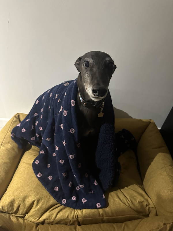 A dog on a Baker & Bray bed, photographed by Natalie King