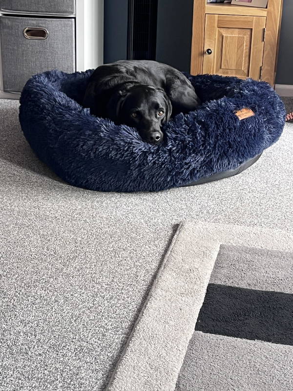 A dog on a Baker & Bray bed, photographed by Vivienne Spargo