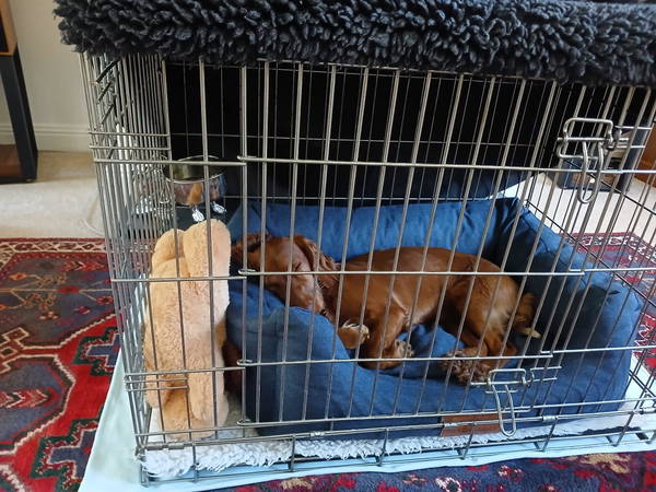 A dog on a Baker & Bray bed, photographed by Customer