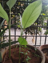SHRINIVASAN Natarajan review photo