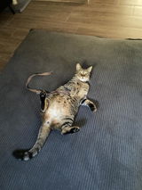 let_thecatoutofthebag review photo
