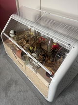Pidgey review photo