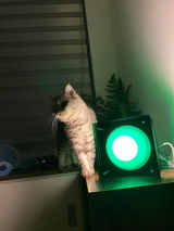 Dưa review photo