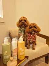 SAMBA&NORAH THE CAVOODLE DUO review photo