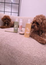 SAMBA&NORAH THE CAVOODLE DUO review photo