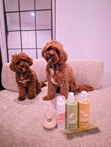SAMBA&NORAH THE CAVOODLE DUO review photo