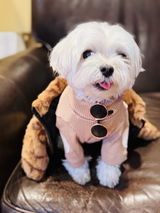 L.A. Dog review photo