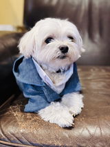 L.A. Dog review photo