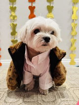 L.A. Dog review photo