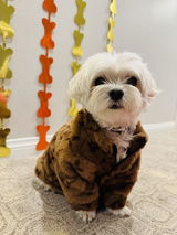 L.A. Dog review photo