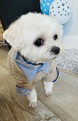 L.A. Dog review photo