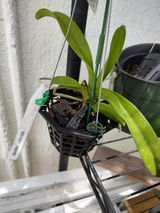 Dan Onderisin review photo