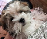 Pippa review photo