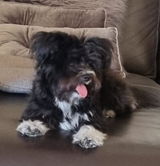 Pippa review photo