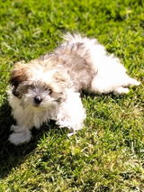 Pippa review photo