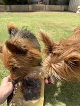 Murphy & Finn The Aussie Terriers review photo