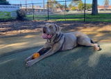Anonymous review photo