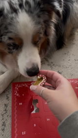Kat + Koda review photo