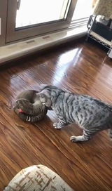 2023 Magic Organ Cat Scratching Board (GEN2,3)