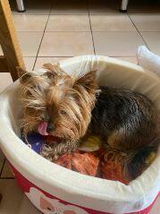 Japanese Ramen Noodle Cup Dog  Bed