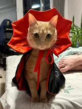 Clara review photo