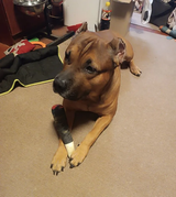 Customer review photo