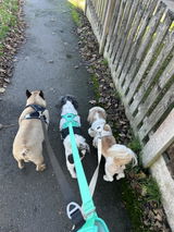 Pawpermint Harness