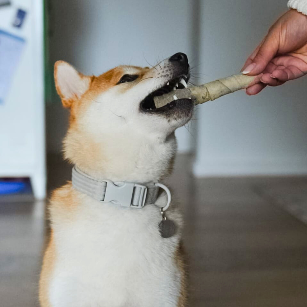 Gummy Chew