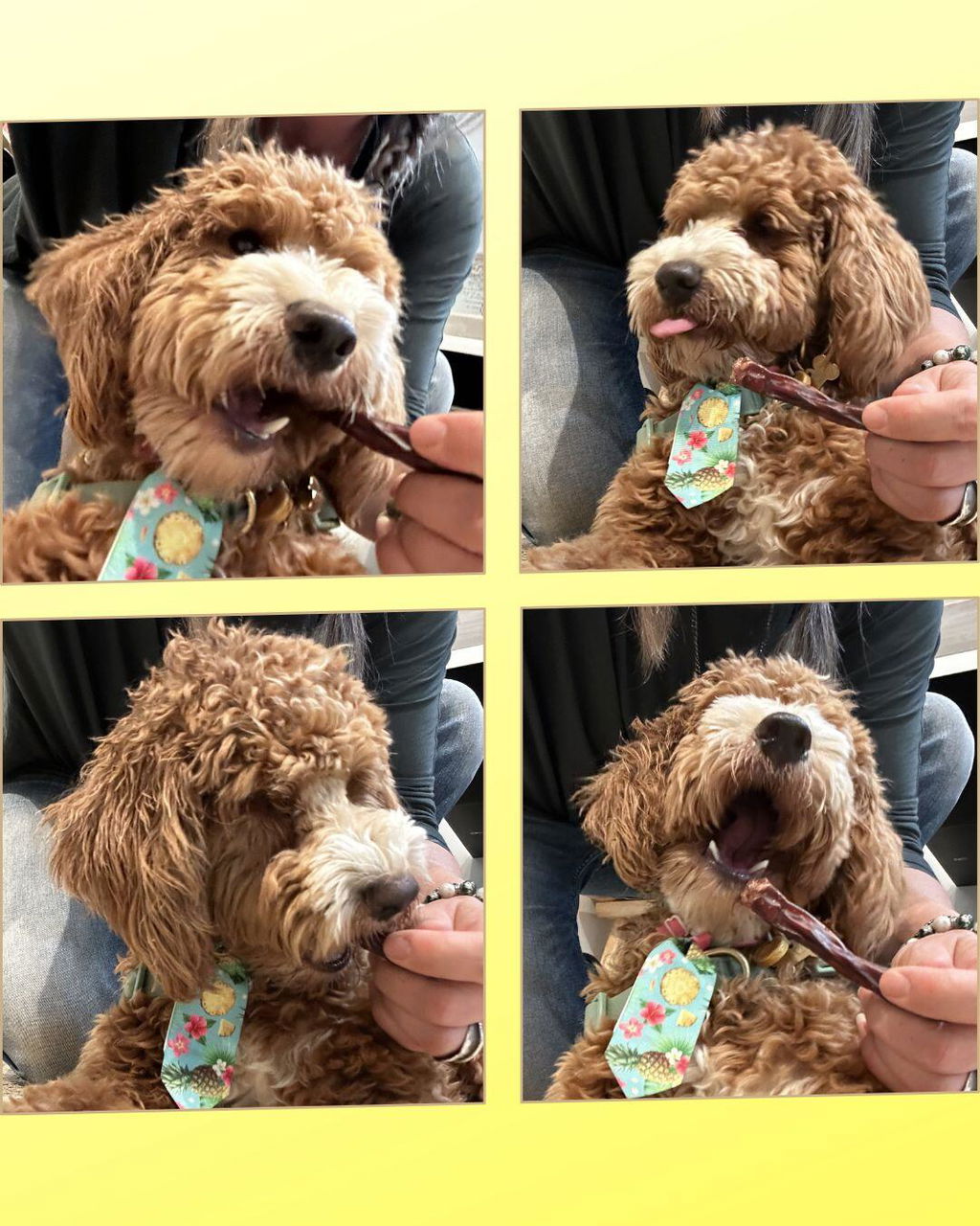 Beef Bully Stick - Regular