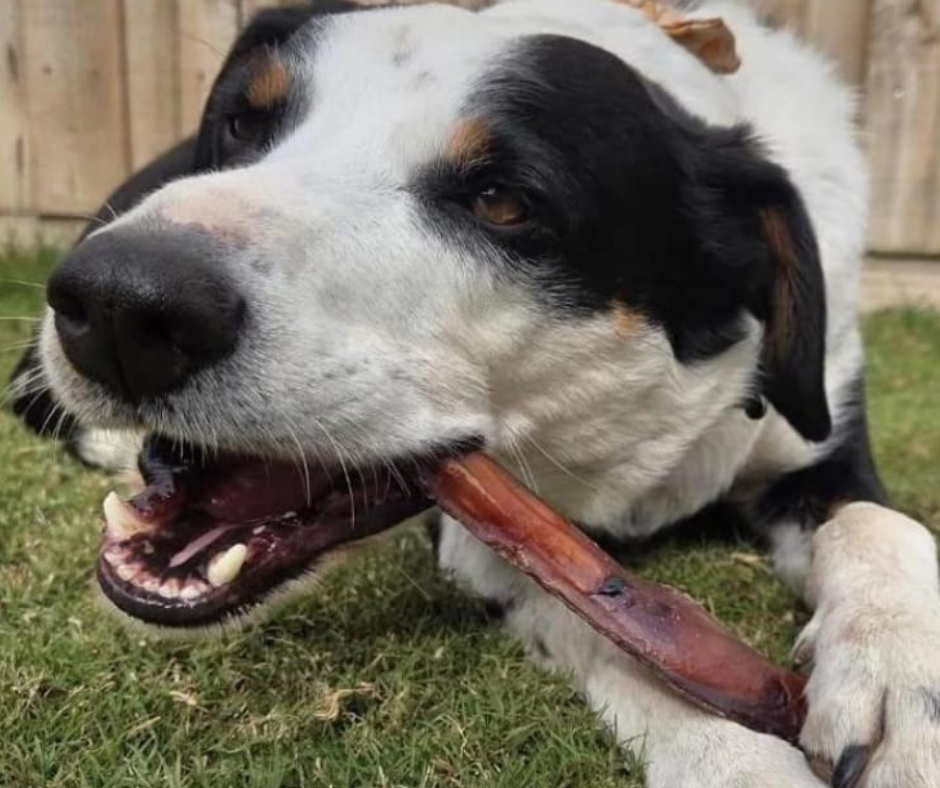 Barkn'licious Dog Treats