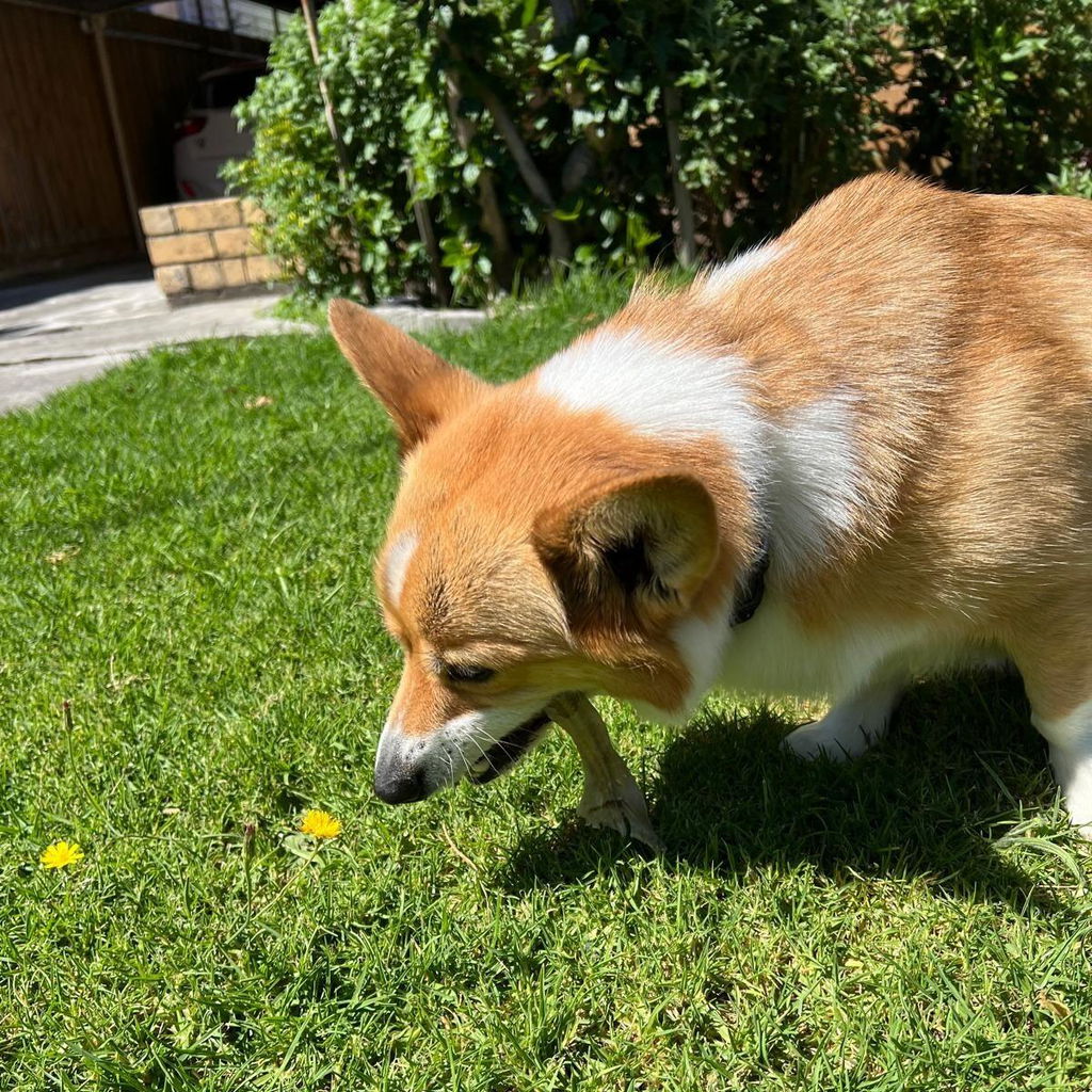 Power Chew Bundle