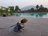 Mylo,s fav jackets review photo