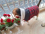 Mylo,s fav jackets review photo