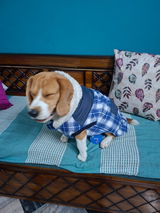 Mylo,s fav jackets review photo