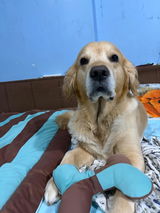 Archie jain review photo
