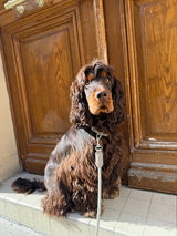 Caussin review photo